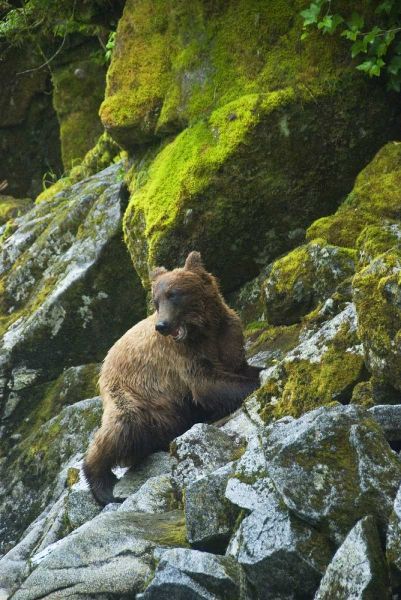 AK, Inside Passage Grizzly bear on boulders